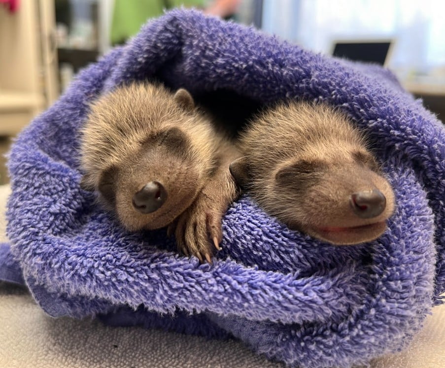 One of WildCare's Wildlife Ambassador Opossums