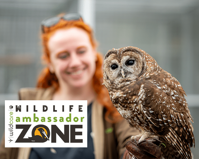 CampbellDion Wildlife Ambassador Zone
