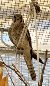 Recovered Kestrel prior to release