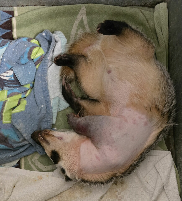 PiazzaMelanie_sleeping badger