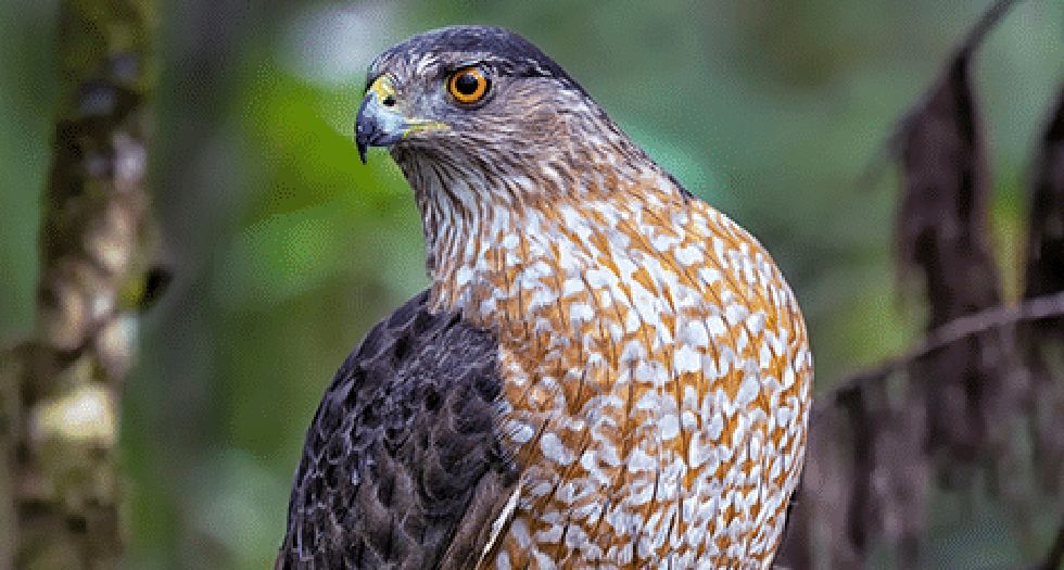 Coopers Hawk