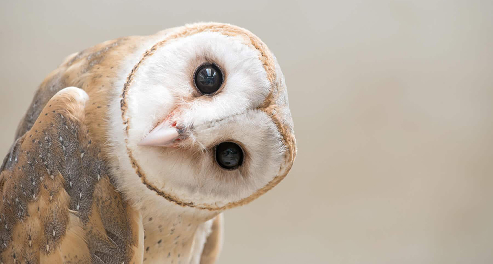 Barn-Owl