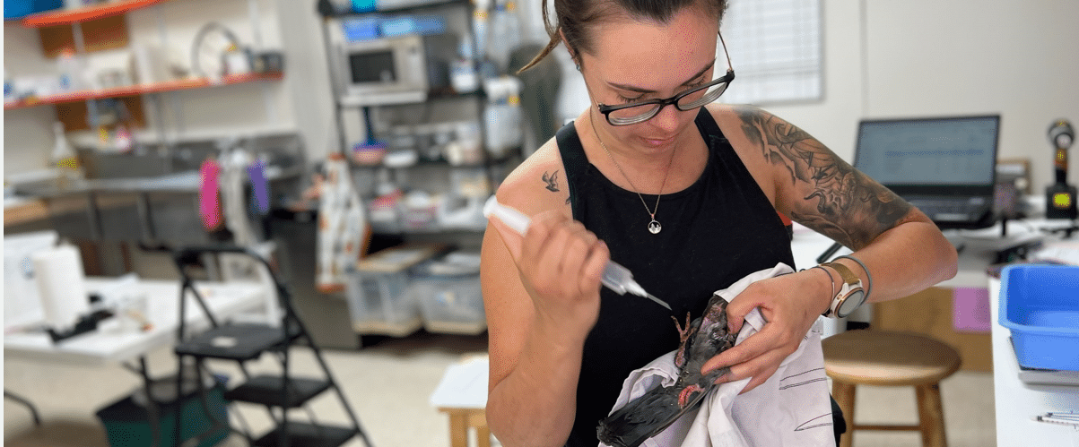Medicating a pigeons feet at WildCare Hospital. Photo: Alison Hermance