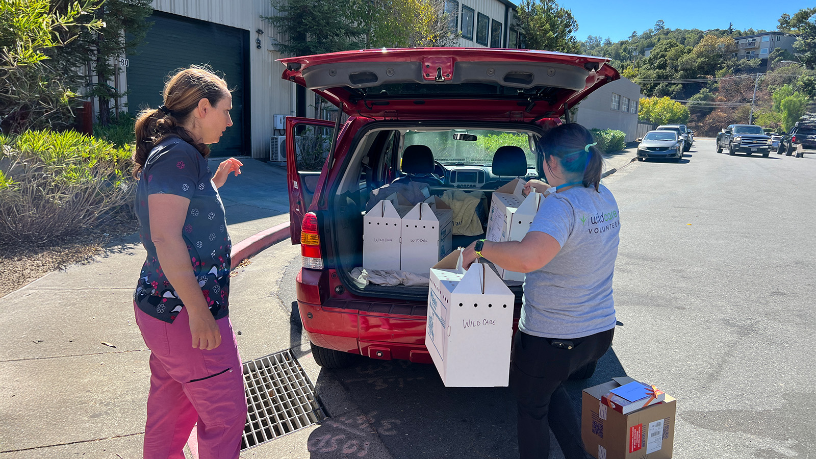 feeding osprey at WildCare hospital