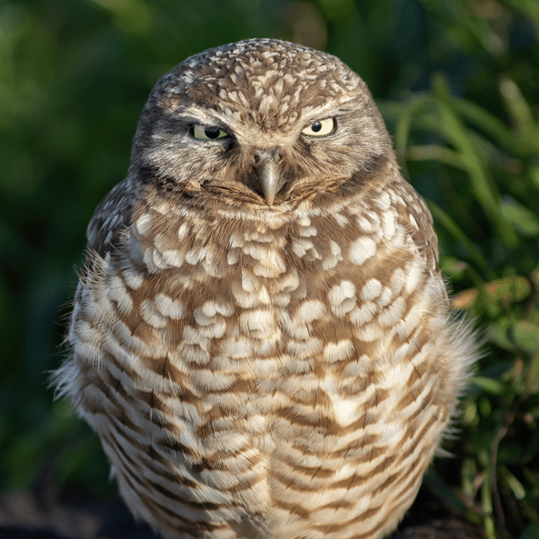BarnOwl Head Turned In Tree photo Walter Gary