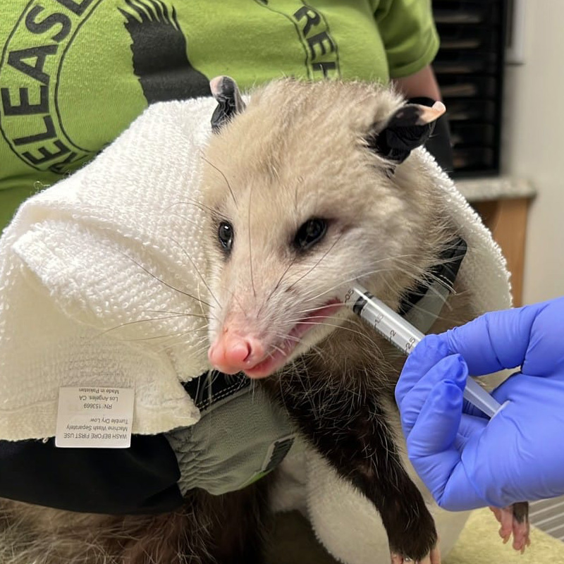 HermanceAlison_opossum-receiving-pain-meds-in-the-Wildlife-Hospital-