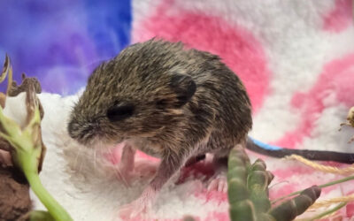 Baby Salt Marsh Harvest Mice
