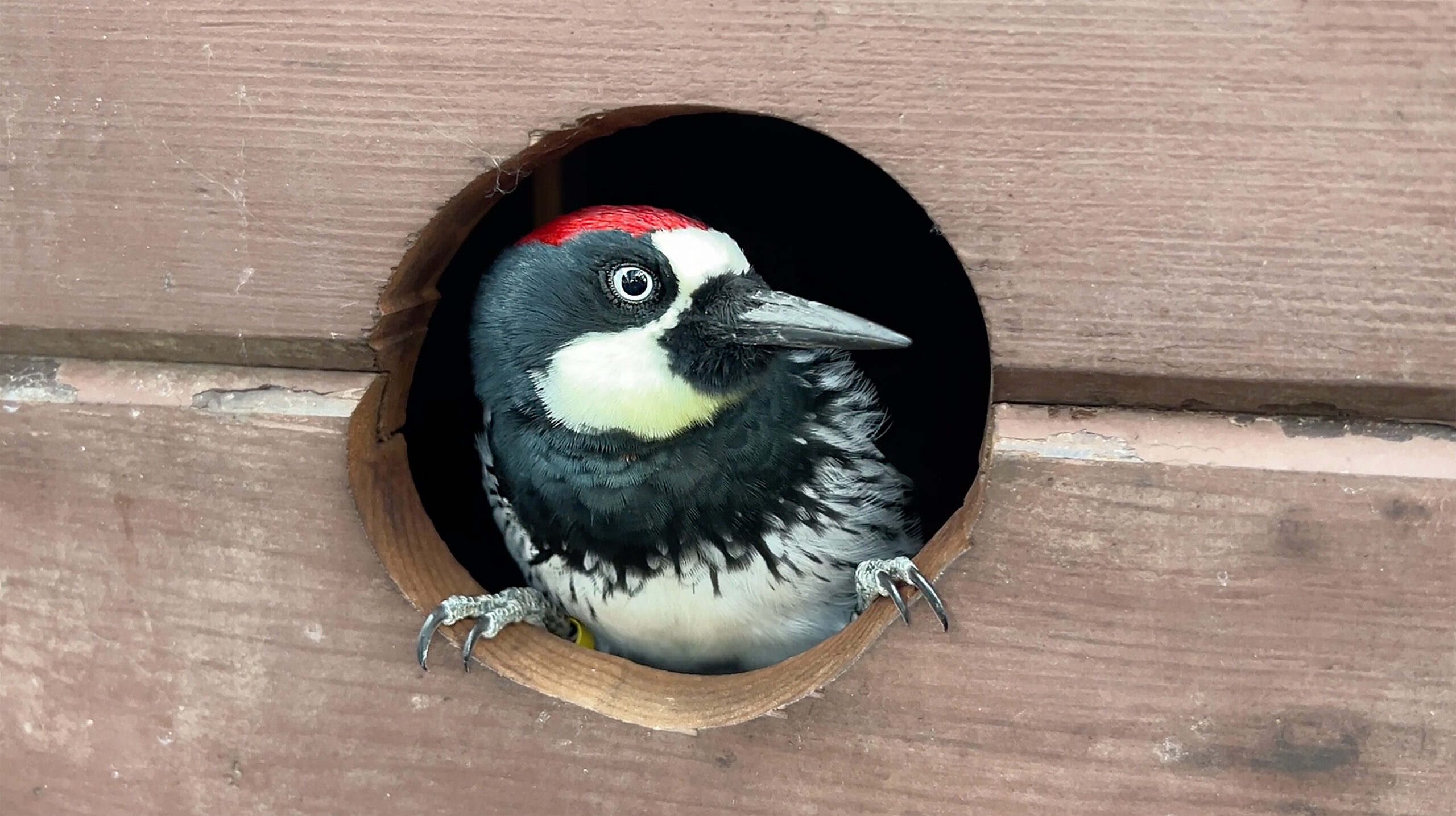 WildCare's newest Ambassador Opossum. Photo by Alison Hermance