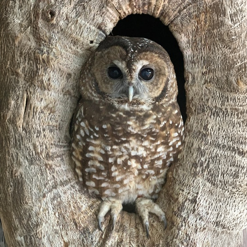 Sequoia the Northern Spotted Owl .Photo by Tom O'Connell