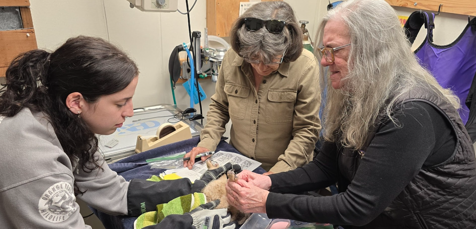 Researchers from Golden Gate Raptor Observatory banding the Great Horned Owl