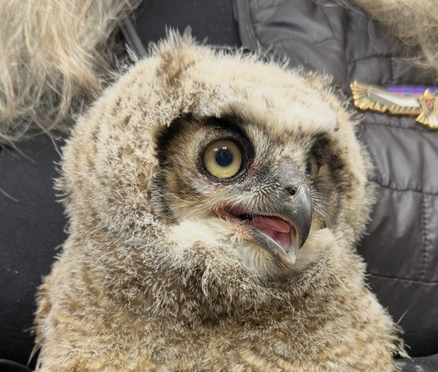 Great Horned Owl - Patient 