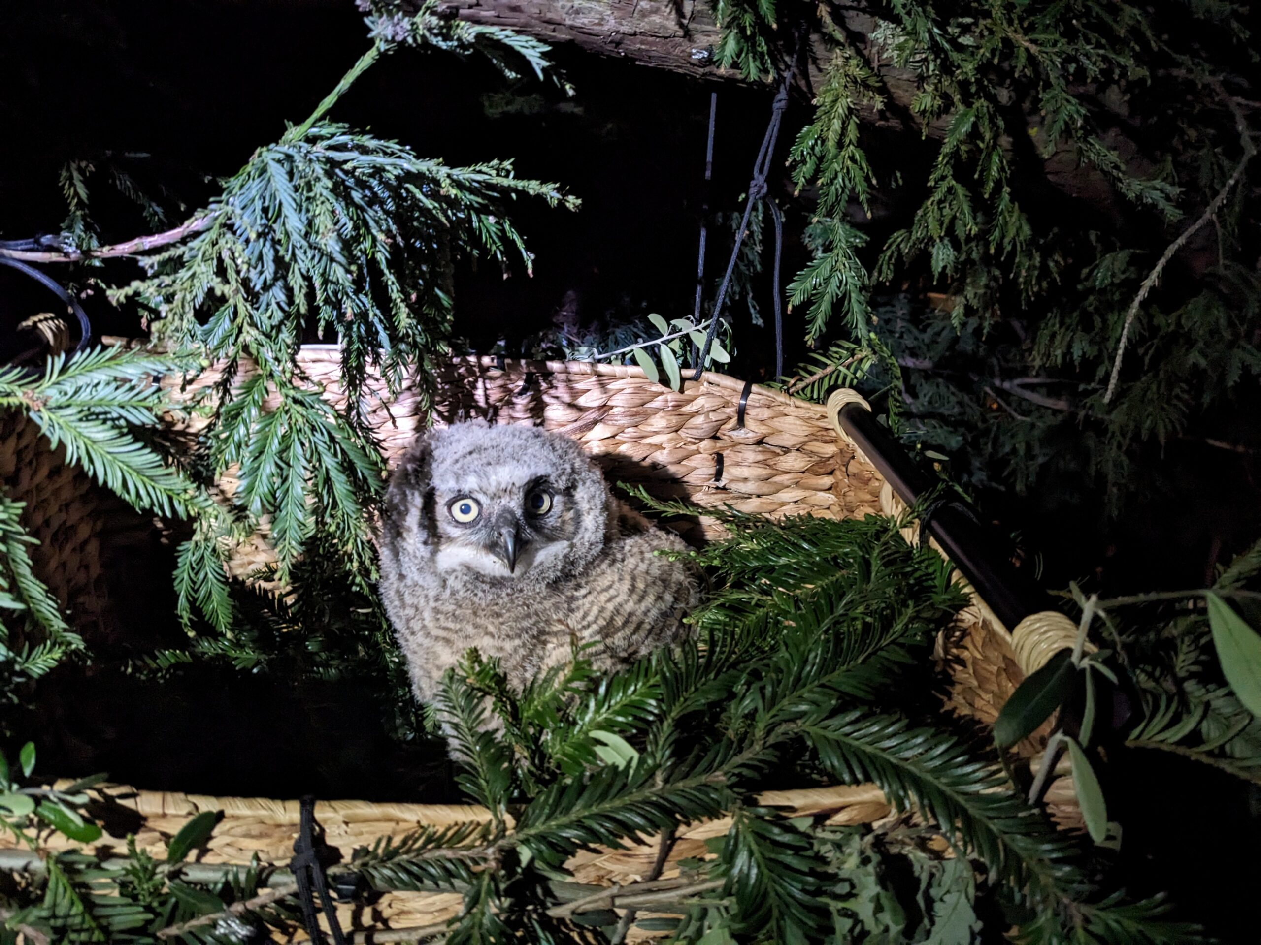 Great Horned Owl nestling in basket at WildCare