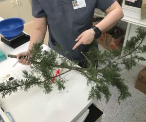 Hummingbirds and other small wildlife can be surprisingly hard to spot in dense branches. Always check carefully before trimming vegetation.
