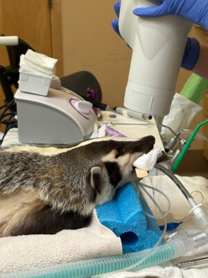 WildCare patient, badger, undergoing dental surgery.