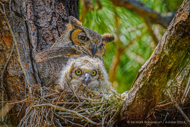 Wild Dads of Marin County: Celebrating WildLife Fathers