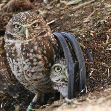 Wild Dads of Marin County: Celebrating WildLife Fathers