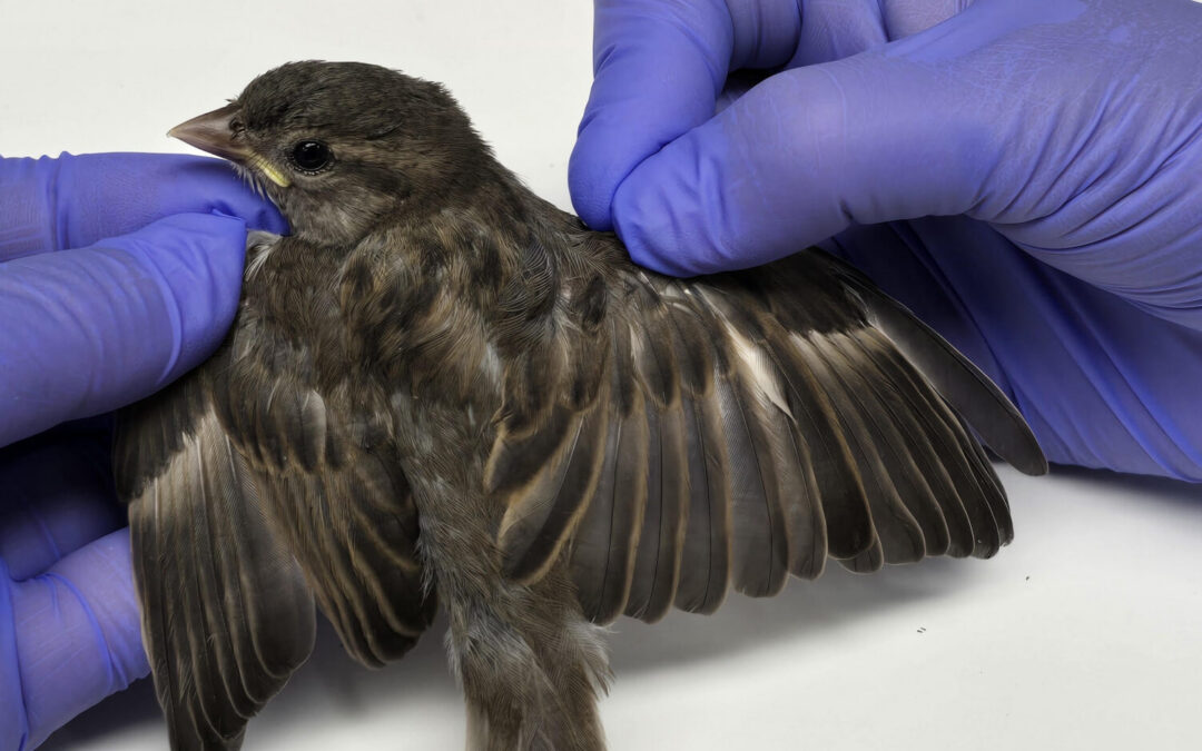 Why You Shouldn’t Raise Wildlife on Your Own