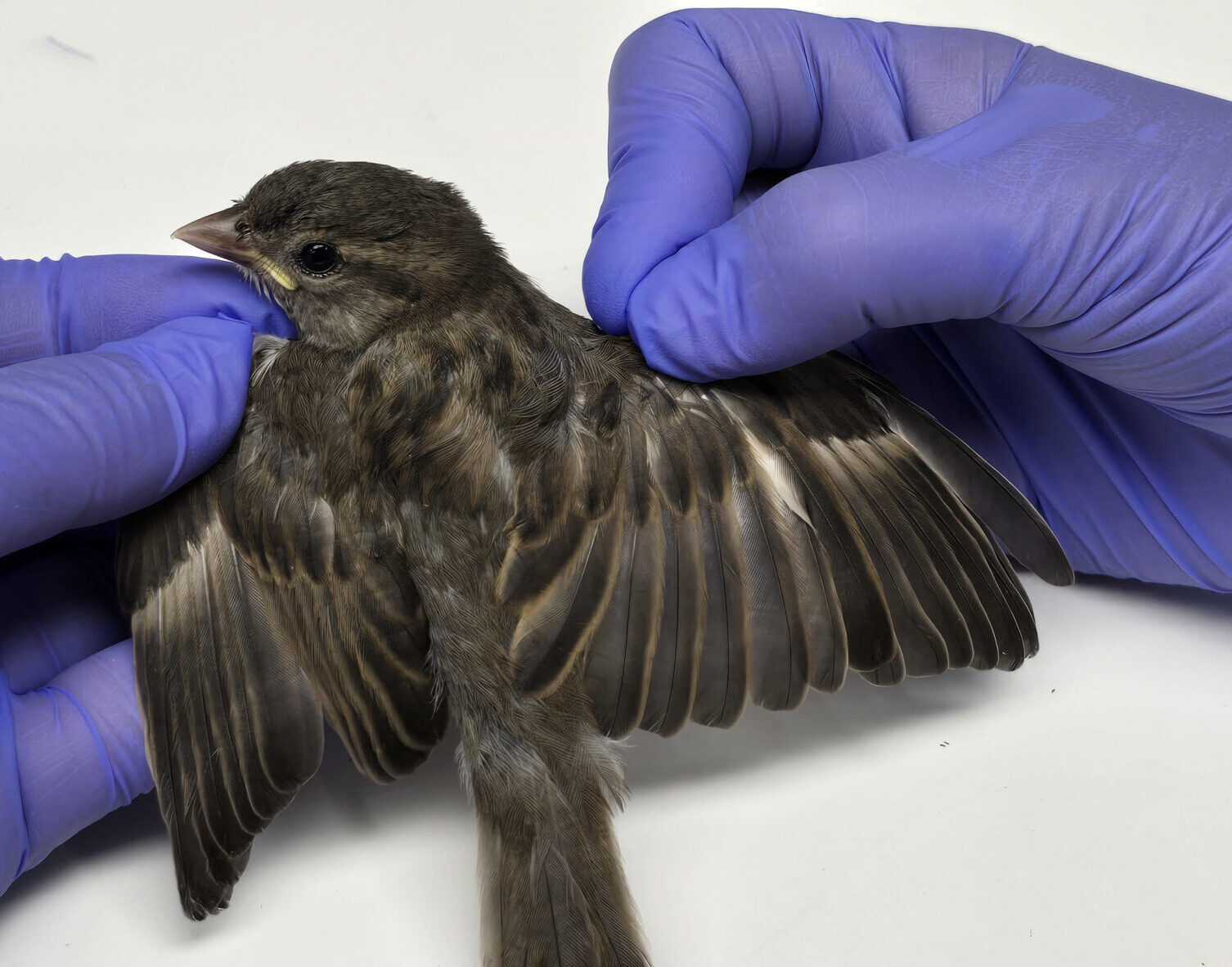 Baby bird feathers when given an adequate diet