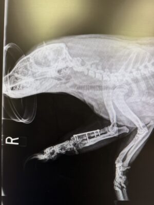 X-Ray of Badger Canine Tooth