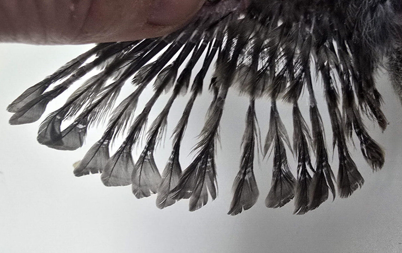 Baby bird showing signs of inadequate diet