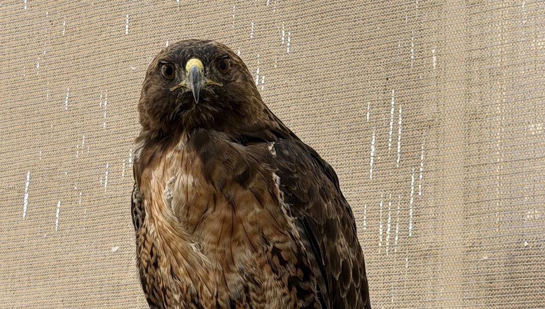 Covered in Grime, Now Back in Flight: A Red-Tailed Hawk’s Recovery