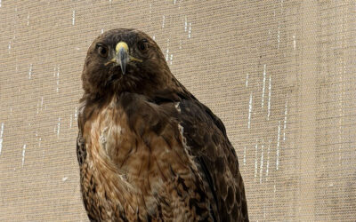 Covered in Grime, Now Back in Flight: A Red-Tailed Hawk’s Recovery