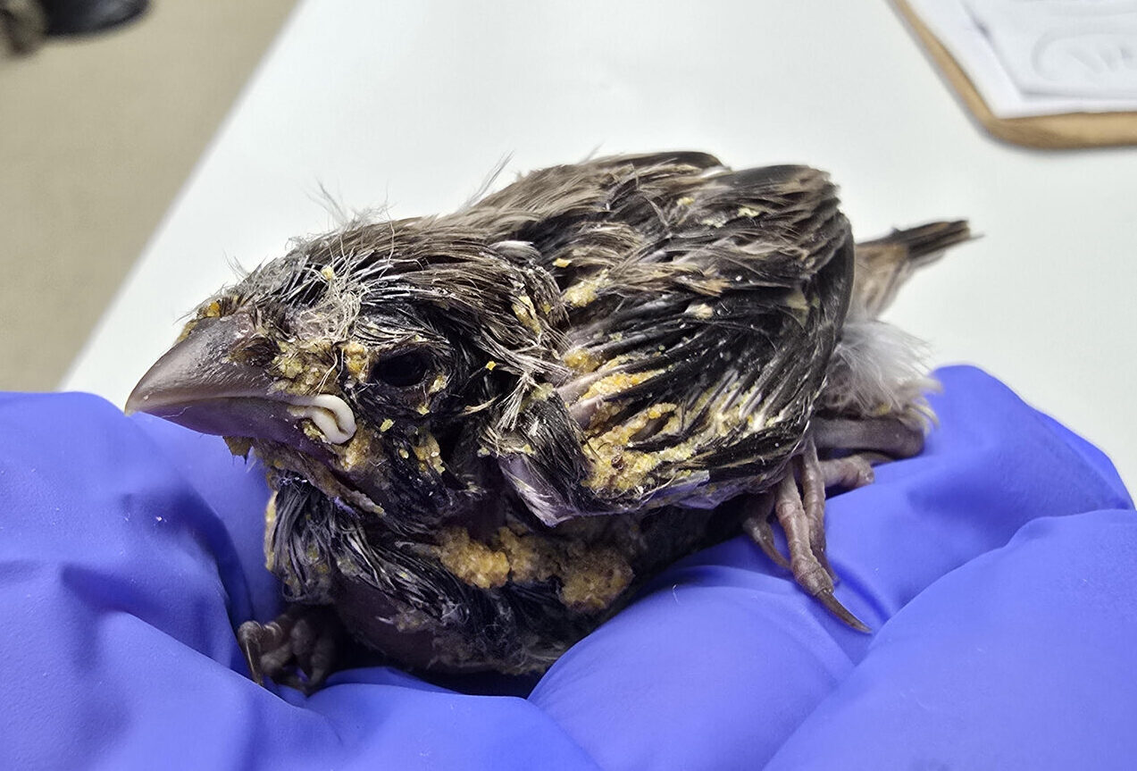 Bird brought into WildCare hospital after being taken in my human