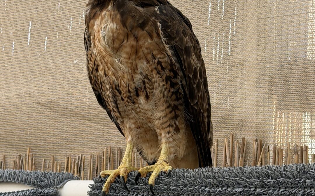 Covered in Grime, Now Back in Flight: A Red-Tailed Hawk’s Recovery