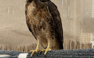 Covered in Grime, Now Back in Flight: A Red-Tailed Hawk’s Recovery
