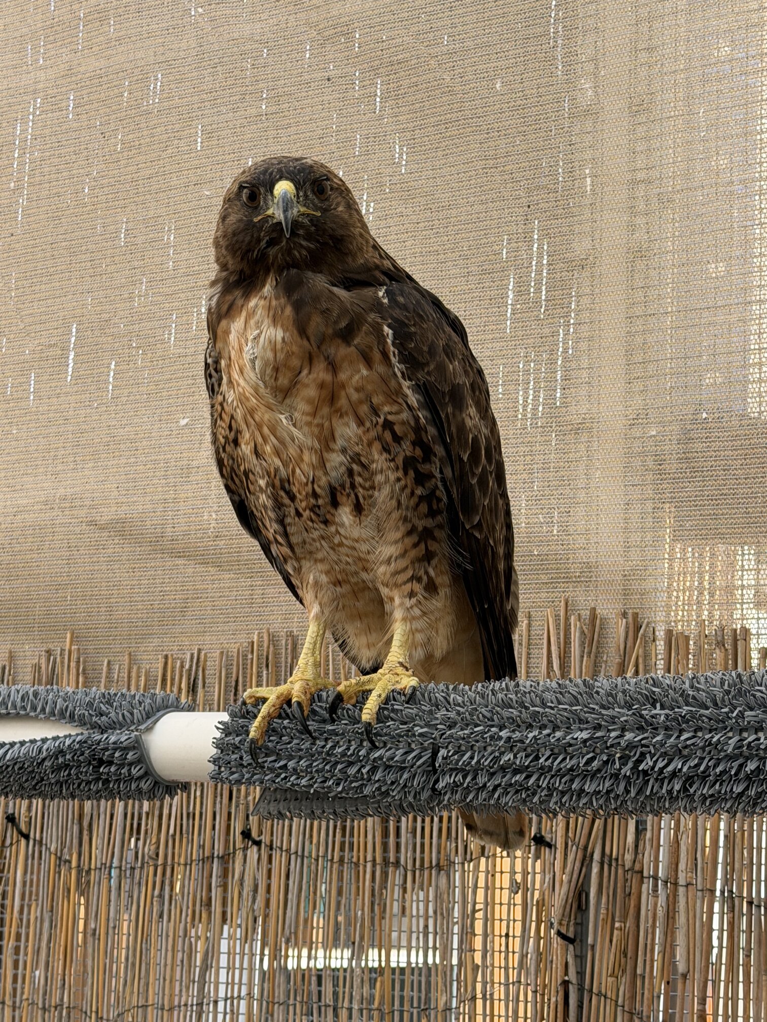 Red-Tailed Hawk 