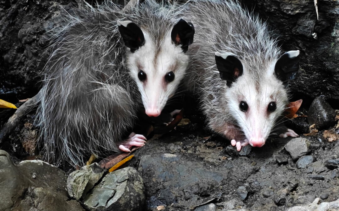 A Full House: Mama opossum and her 13 babies
