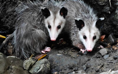 A Full House: Mama opossum and her 13 babies