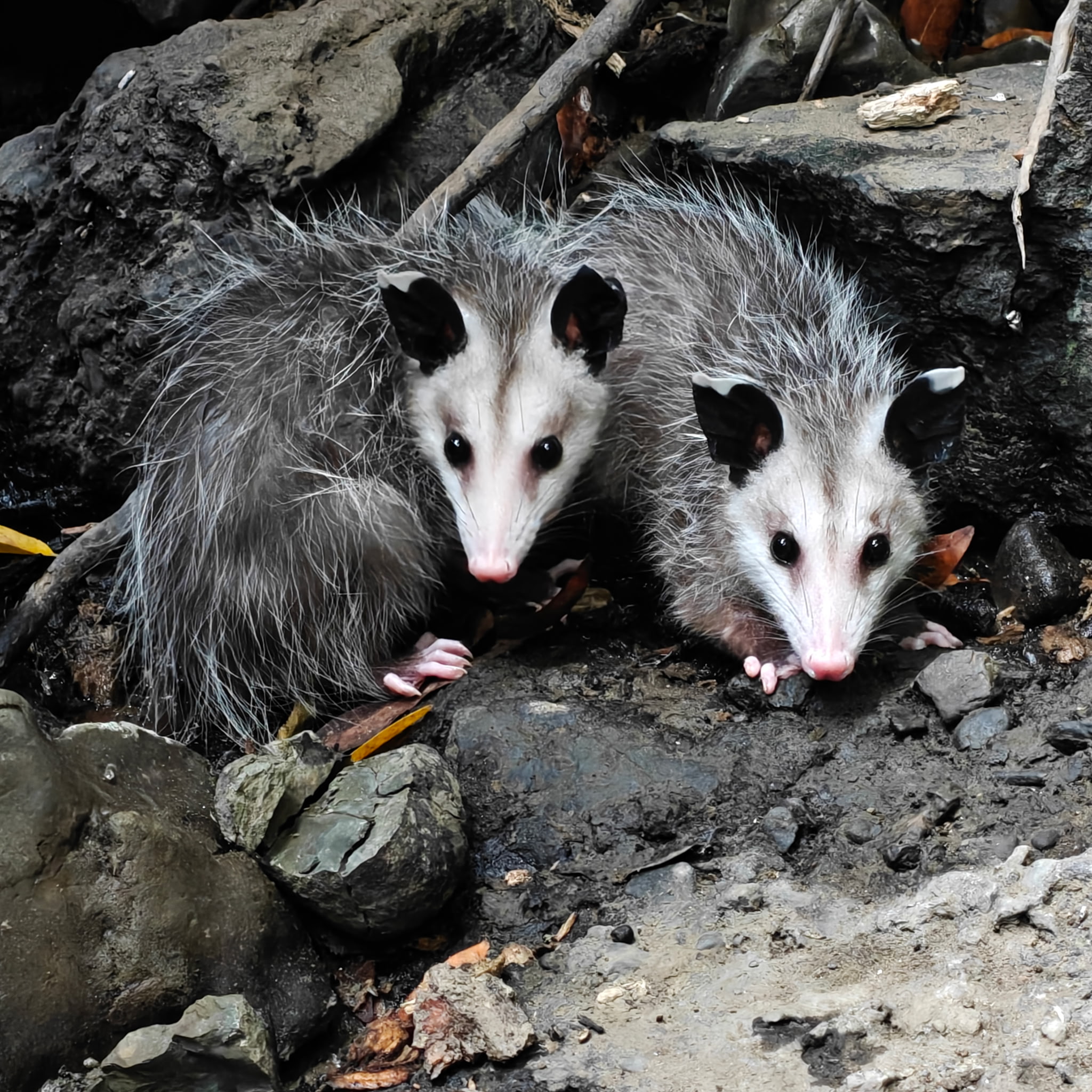Opossum Patients Released at Miwok Meadows