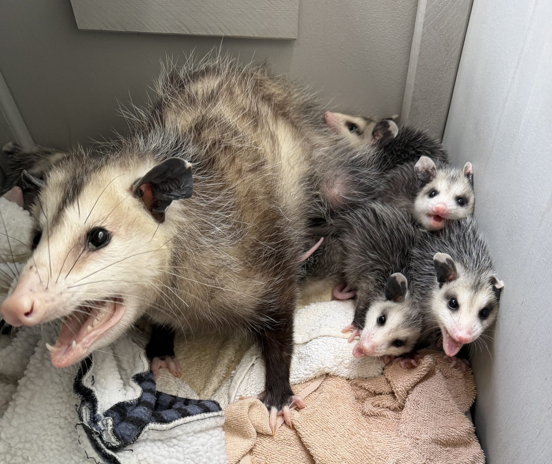 Mama Opossum and Her 13 Babies in Care at WildCare