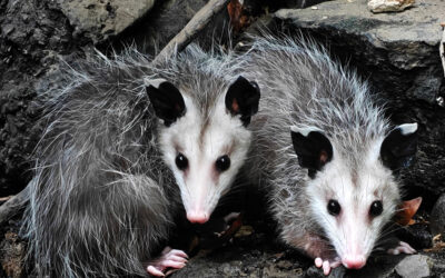 A Full House: Mama opossum and her 13 babies
