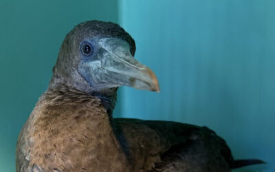 A Rare visitor: First cocos booby in 10 years