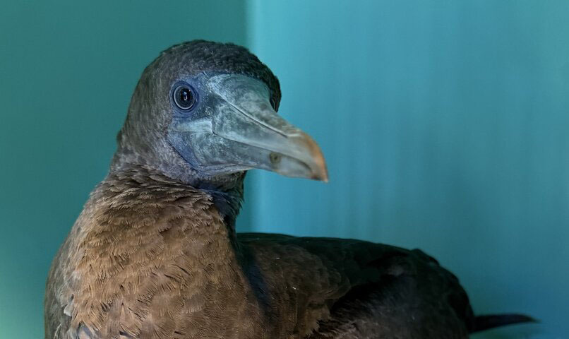 A Rare visitor: First cocos booby in 10 years