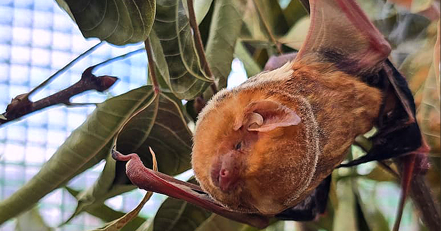 NOTHING TO BE SCARED OF: A RARE WESTERN RED BAT PATIENT