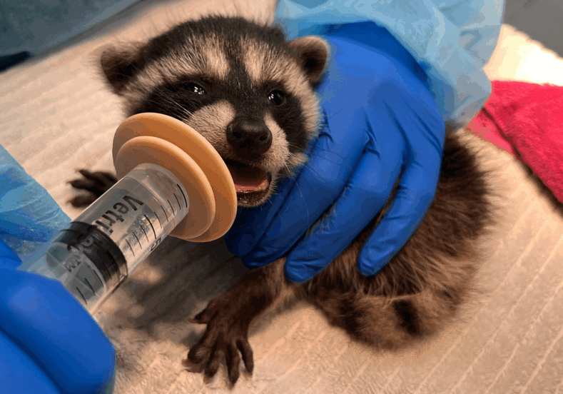 CampbellDion December Raccoon Baby For Website Header