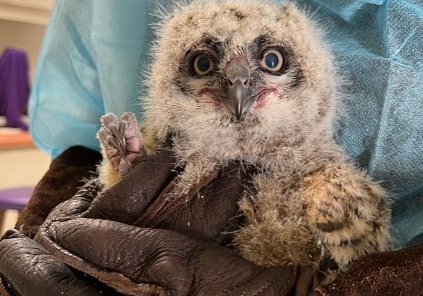 A fluffy baby Great Horned Owl.