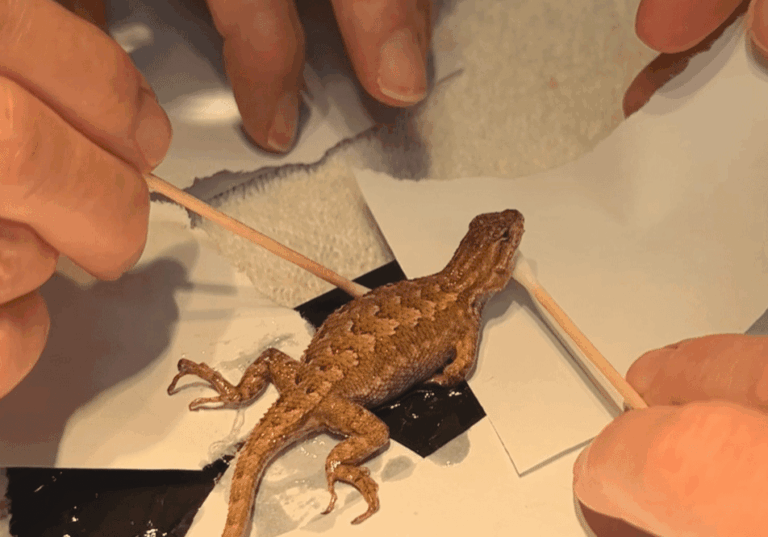 CampbellDion Glue Trap Lizard 8