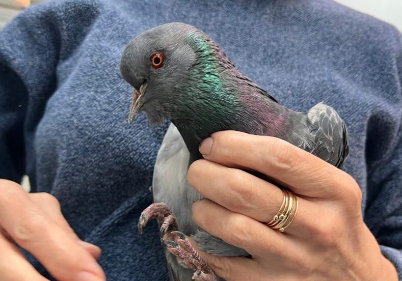 CampbellDion Pigeon With Inverted Beak Banner2