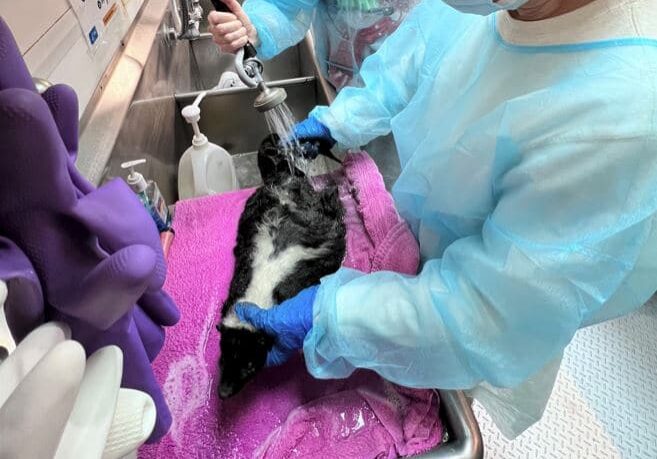 CampbellDion Skunk Bath 3