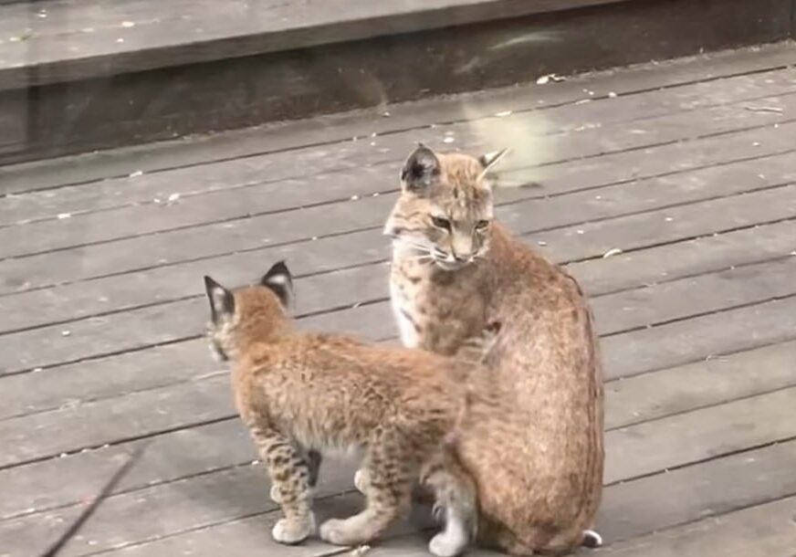 ColinKate Bobcat Mama And Baby
