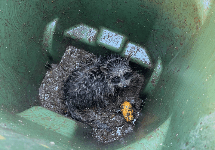 Compost Raccoon