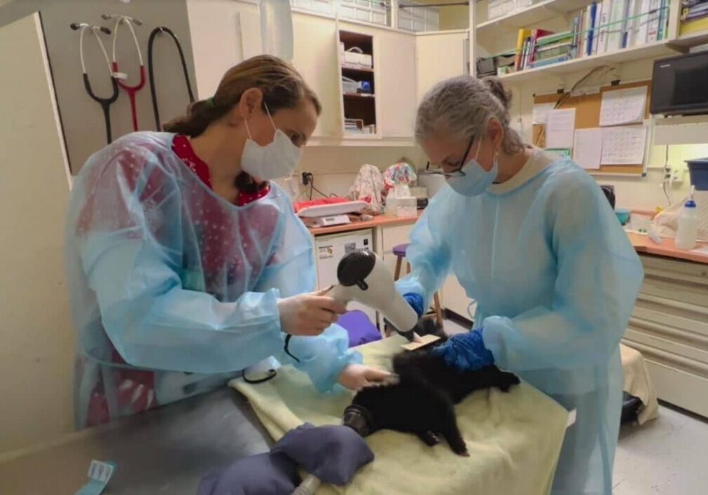 DionCampbell Skunk Blow Dry DionCampbell Skunk Blow Dry