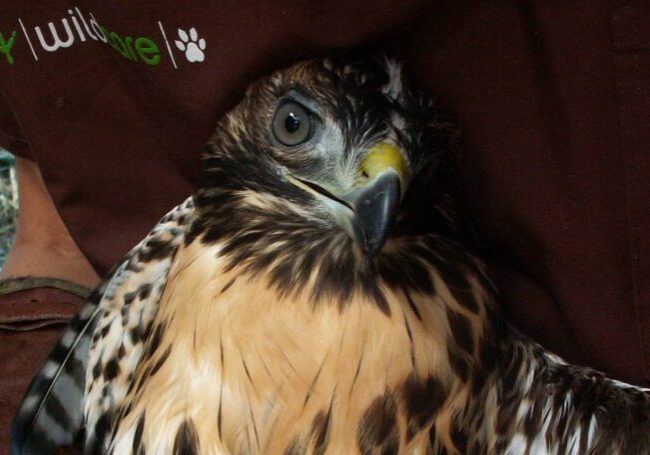 Examining at Red-tailed Hawk. Photo by Alison Hermance