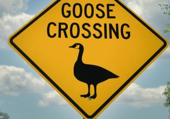 Goose Crossing Sign © ChristyLangPhotos Adobe Stock