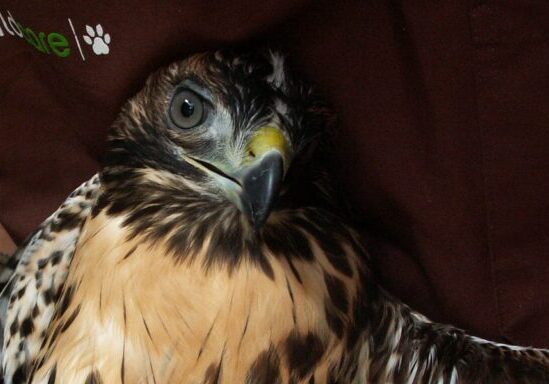 Red-tailed Hawk being weighed at WildCare. Photo by Alison Hermance