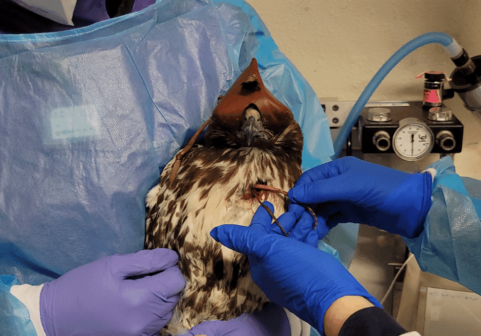 HermanceAlison Red Tailed Hawk With Ruptured Crop
